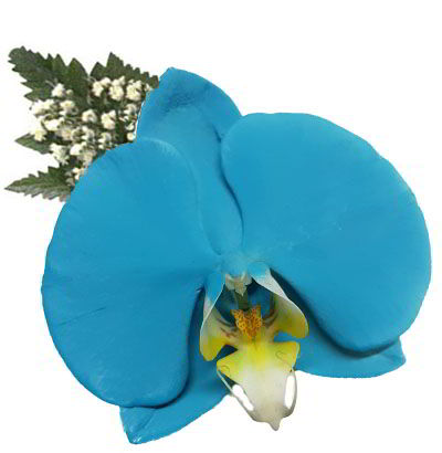 Orquídea Turquesa